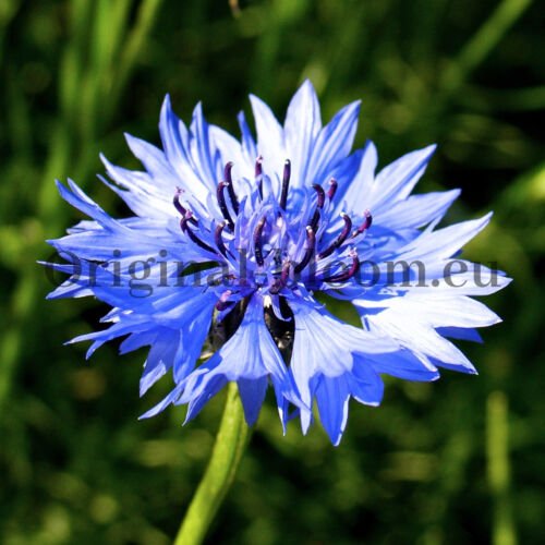 Bleuet - Centaurée cyanus 'Blue Ball' (+/- 50 graines) – Image 3